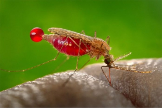 Urgente: detectan un caso de Paludismo en San Juan